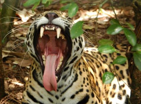 kekuatan gigitan jaguar